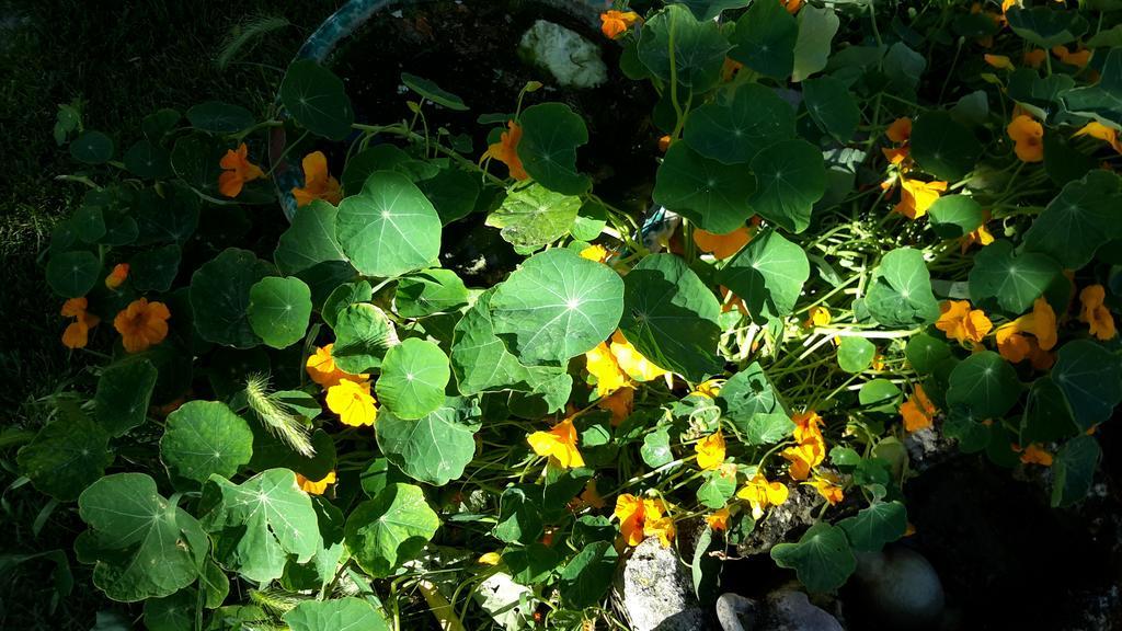 Casa Di Campagna Dal Pozzo Sorso Δωμάτιο φωτογραφία